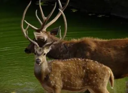 Tiger Photography Tour in India