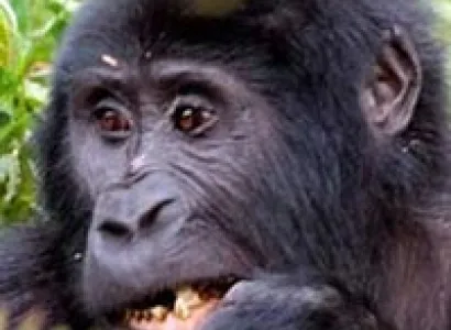 Special Kwita Izina Program - JUNE 2014