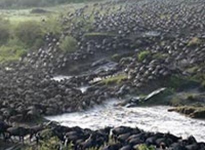 Migrate with the Migration!