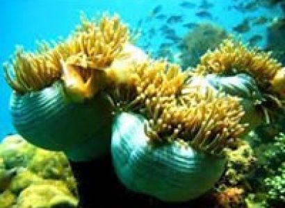 Andaman Exotica Honeymoon Tour Package