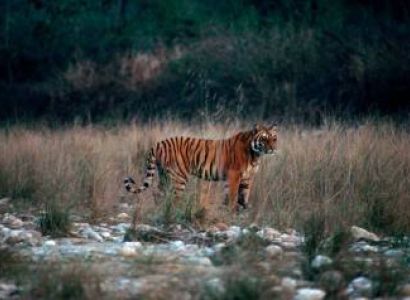 Indian Jungle Safari Tour