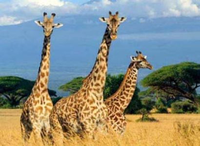 Kenya Tour Package