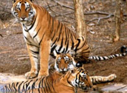 Golden Triangle with Tiger Safari Tour