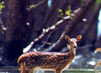 World Heritage Sundarban