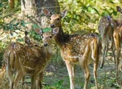 Nepal - Pokhara - Chitwan Tour