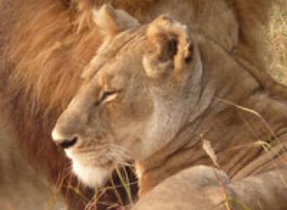 3 Days Amboseli Tour