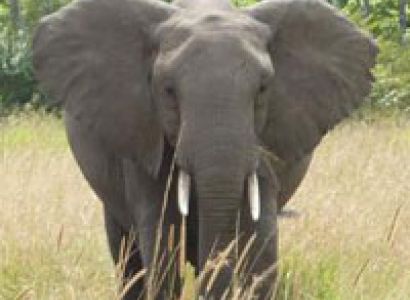 4 Days Nairobi / Tsavo West / Tsavo East