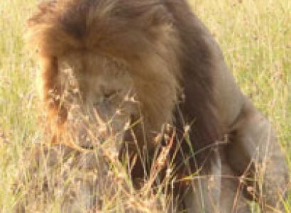 Maasai Mara & Lake Nakuru Tour