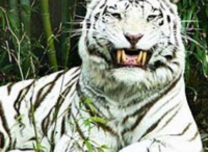 Wildlife Tour to Odisha