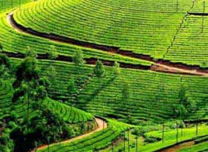 Cochin- Munnar- Thekkady Tour