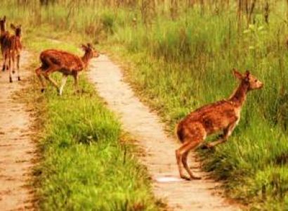 India Cultural Wildlife Tour