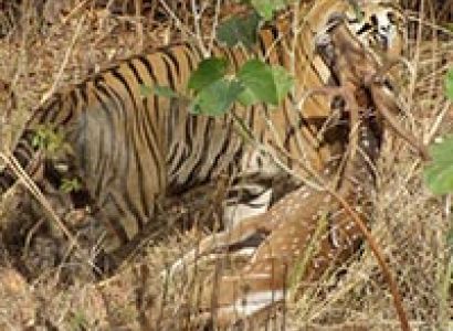 Kanha National Park Package