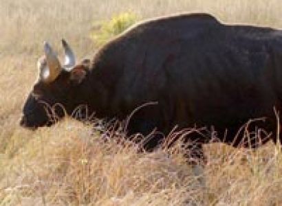 Jungle Safari at kanha National Park 