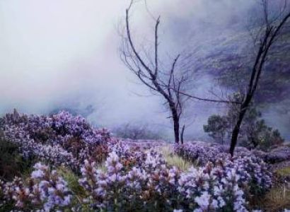 04 Nights & 05 Days Deluxe Kerala Tour Package