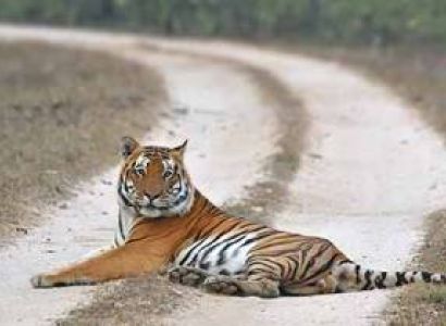 Tiger Safari Taj Tour