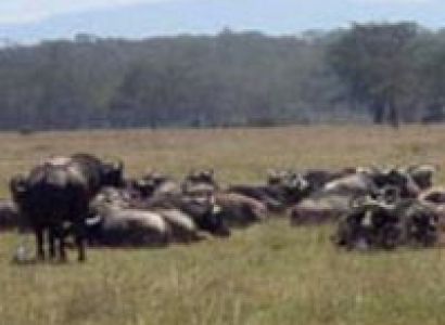 Great Maasai Mara Tour