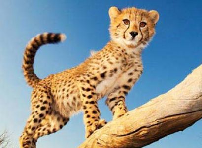 Big Cat Safari Kenya and Tanzania Tour