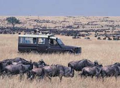 Safari Kenya Tanzania Uganda Rwanda