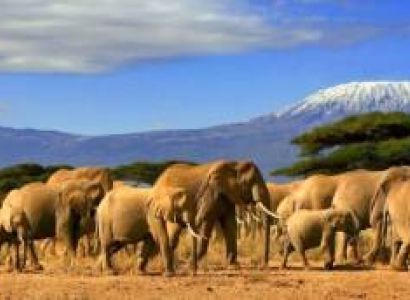 Kenya Big five Safari Tour