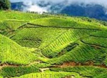 Tea Tasting Tour Assam