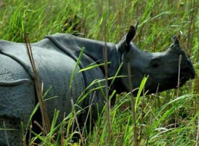 Manas, Nameri & Kaziranga Tour