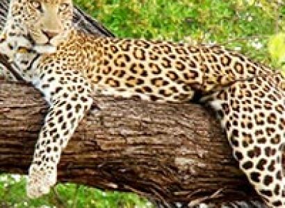 Golden Triangle Tour With Bharatpur and Sariska