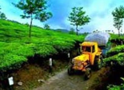 Kerala Tour With Tea Garden Tour