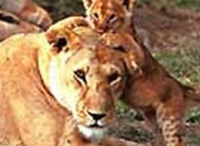 3 Days Masai Mara Tour