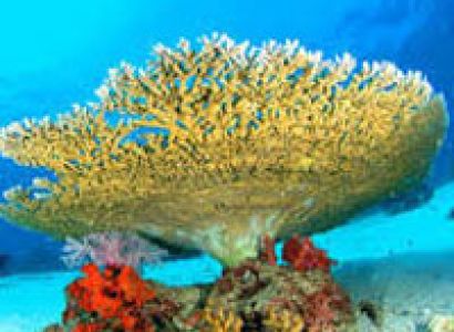 Explore Andaman Tour Package