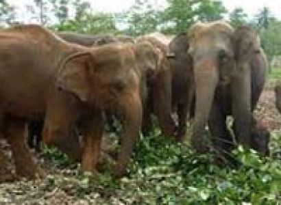 Sri Lanka 6Day woman only Tour