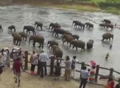 6 Days in Srilanka Wildlife Tour