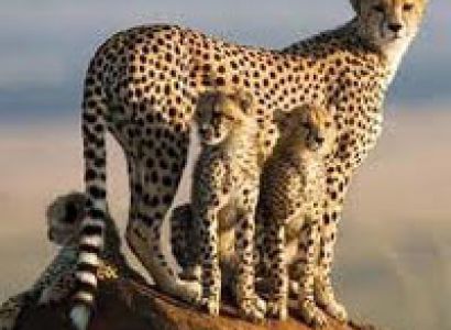 06 Days Wildlife Adventure Safari Tour