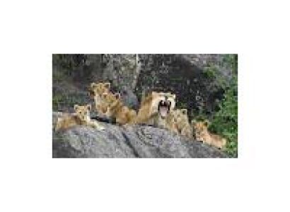Best of East Africa Wildlife Safari