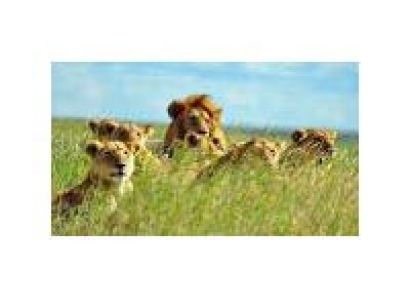 Wild Cats and Walking Adventure Tour