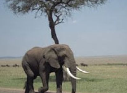 GTC4 - 6 Days Great Rift Valley Lakes & Masai Mara Camping Safari