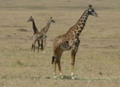 Great Rift Valley Masai Mara Camping Safari Tour