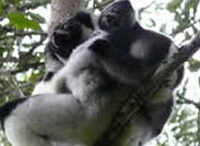 5 Days to See Lemurs in Madagascar