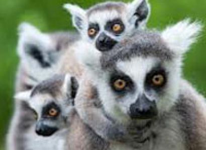 5 Days in Madagascar to See Lemurs