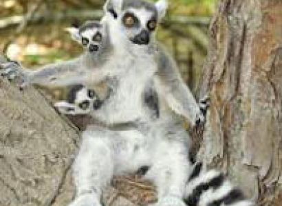 Discoveries and Relax in Madagascar Package