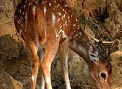 Corbett Honeymoon Package