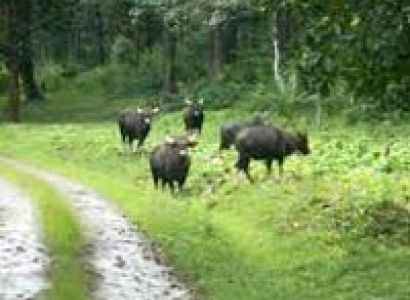Kerela Wildlife Package