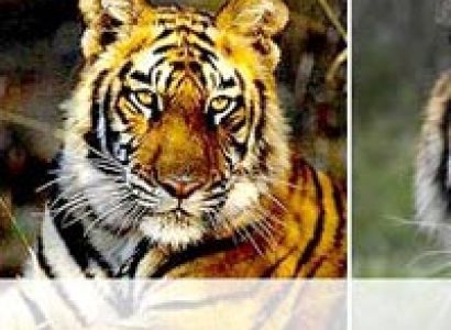 Sariska National Park Tour