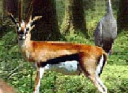 Wild life of Gujarat in 12 Nights and 13 Days Tour