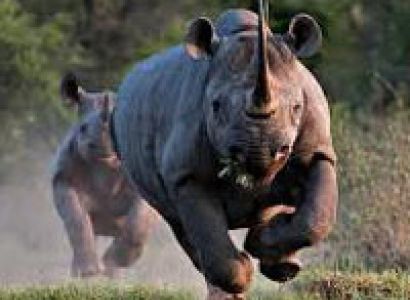 Kenya Wildlife Safar - 10 Days