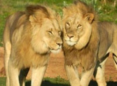 10 Days Mt.Kenya - Samburu - Aberdare - L.Nakuru - L.Naivasha And Maasai Mara Tour