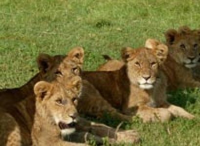 4 days Kenya Camping Safari maasai mara