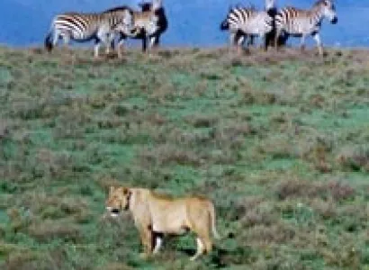 4 days Tanzania camping safari Serengeti - Ngorongoro Crater 