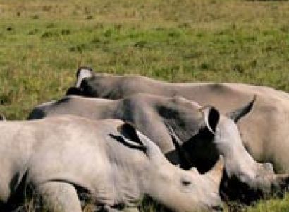 3 Days Tanzania lodge safari Ngorongoro/ Lake Manyara Lodge Safari Tour