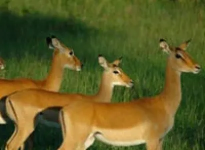 11 Days Kenya Family Safari Tour