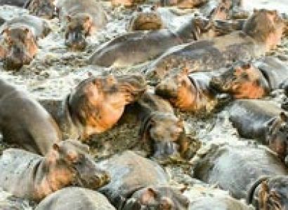 3 Days 2 nights Selous game reserve Tour